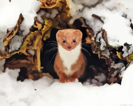 Weasel Animal Paint By Numbers.png