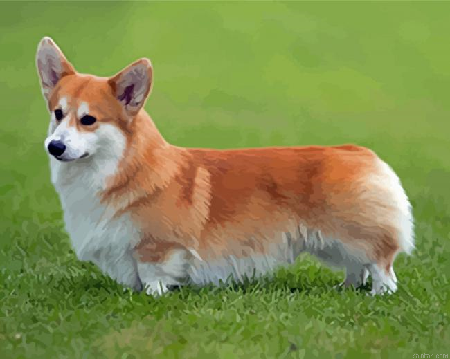 Welsh Corgi Dog Paint By Numbers.png