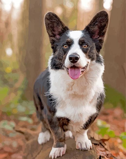 Welsh Sheepdog Puppy Paint By Numbers.png