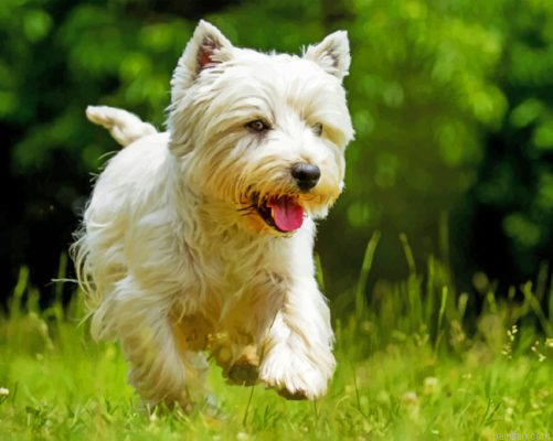 West Highland Terrier Paint By Number.png