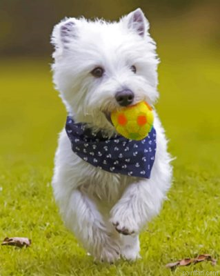 West Highland White Terrier Playing Paint By Number.png
