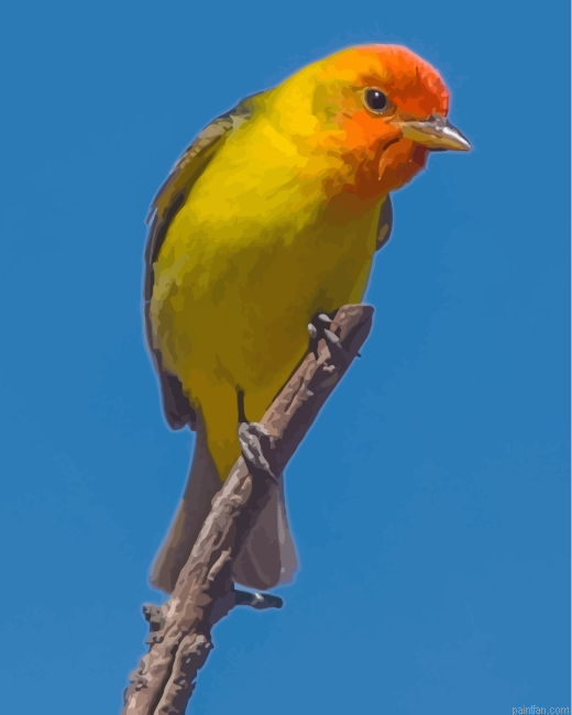 Western Tanager Bird On Stick Paint By Number.png