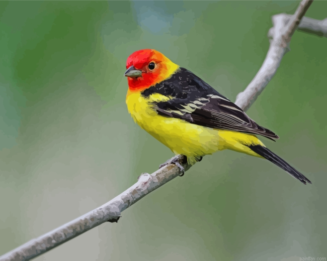 Western Tanager Bird Paint By Number.png