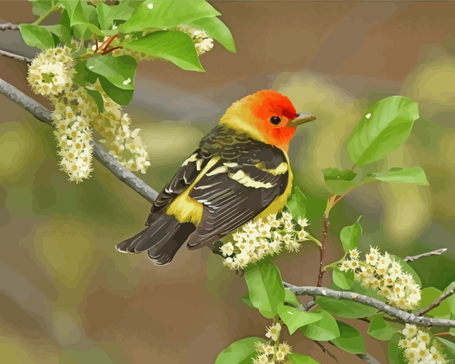Western Tanager On Branch Paint By Number.png