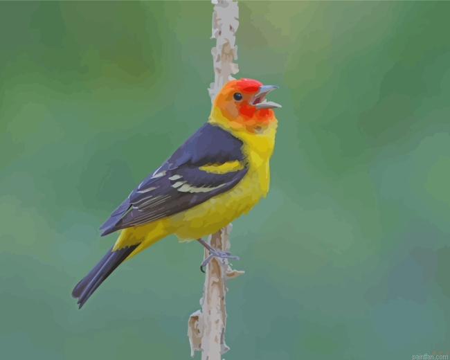 Western Tanager On Stick Paint By Number.png