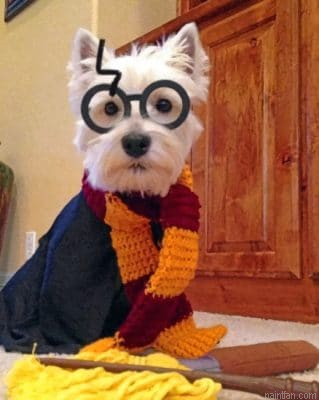 Westie Potter Paint By Number.png