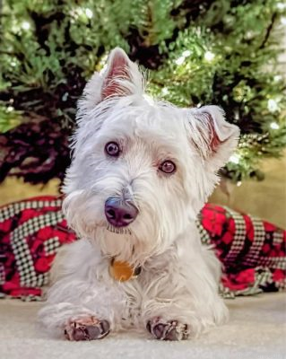 Westie Puppy Paint By Number.png