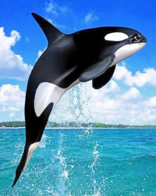 Whale Paint By Number.png