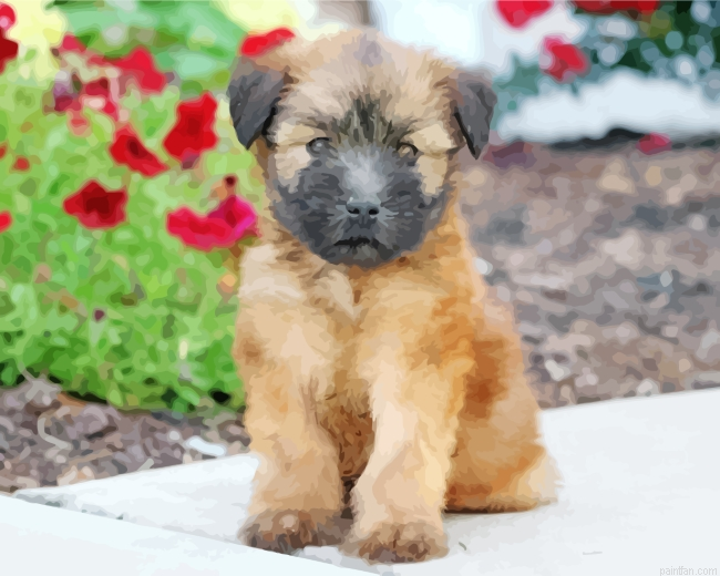 Wheaten Terrier Dog Paint By Number.png