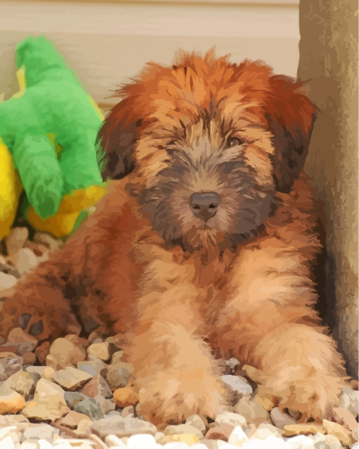 Wheaten Terrier Puppy Paint By Number.png