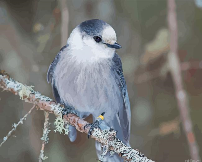 Whiskey Jack Bird Paint By Numbers.png