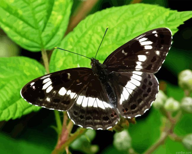 White Admiral Paint By Numbers.png