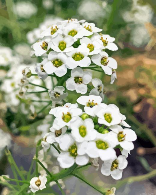 White Alyssum Plants Paint By Numbers.png