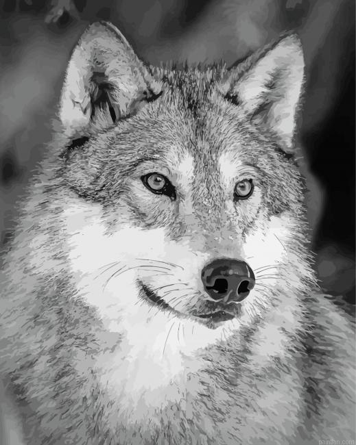 White And Grey Wolf Paint By Numbers.png