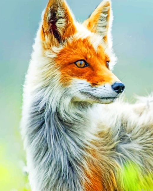 White And Orange Fox New Paint By Numbers.png