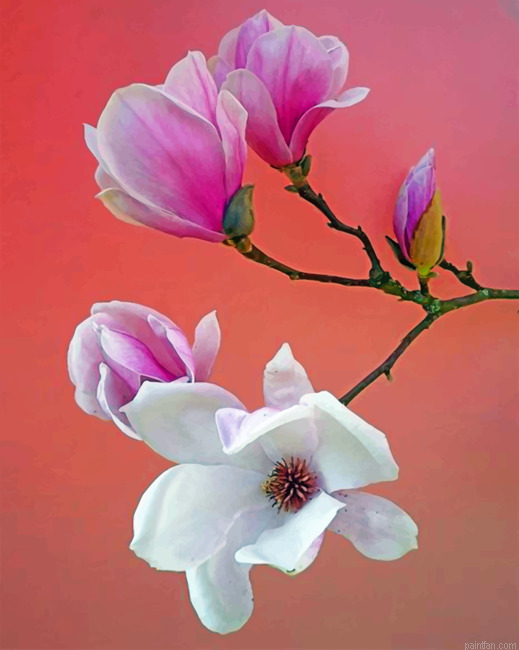 White And Pink Magnolia Flowers Paint By Numbers.png