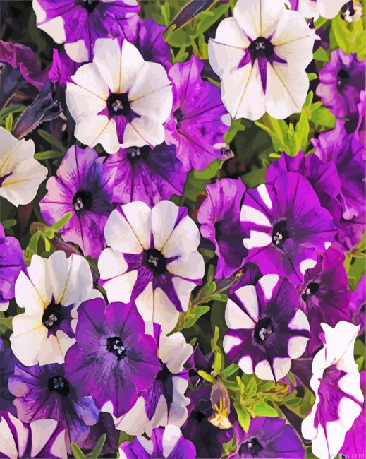 White And Purple Petunia Paint By Number.png