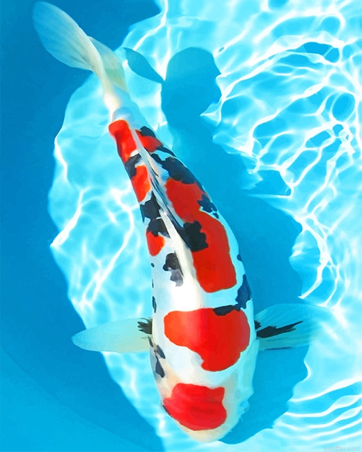 White And Red Koi Fish New Paint By Numbers.png