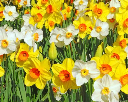White And Yellow Daffodils Paint By Number.png