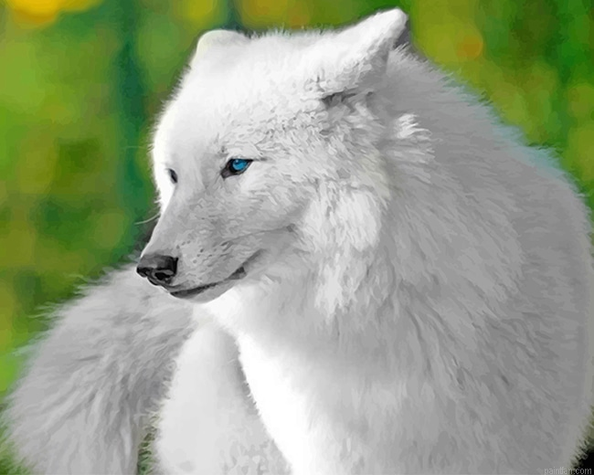 White Cute Wolf New Paint By Numbers.png