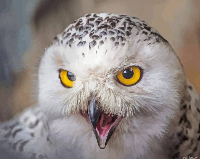 White Fierce Owl Paint By Numbers.png