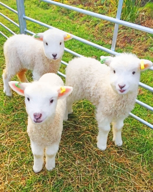 White Fluffy Lambs New Paint By Numbers.png