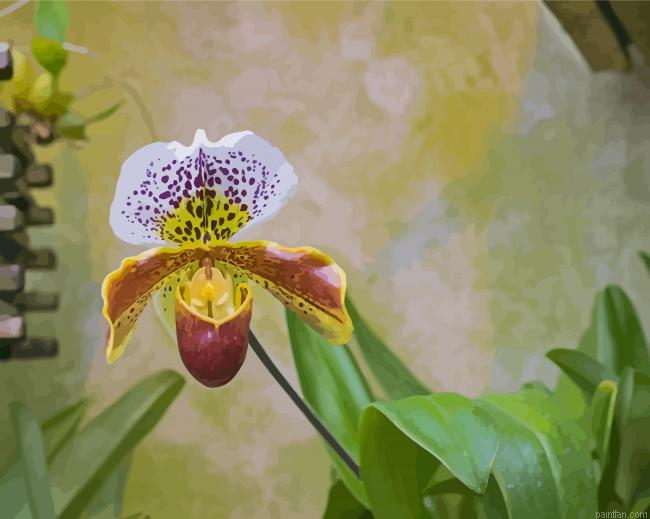 White Lady Slipper Paint By Numbers.png