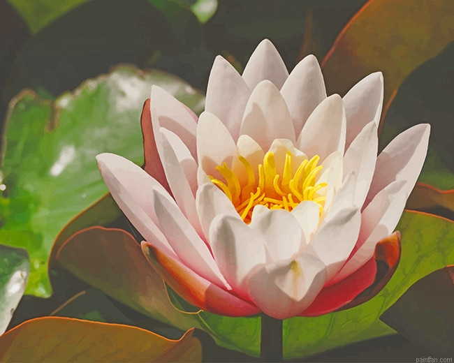White Lotus New Paint By Numbers.png