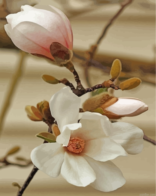 White Magnolia Flower Paint By Numbers.png