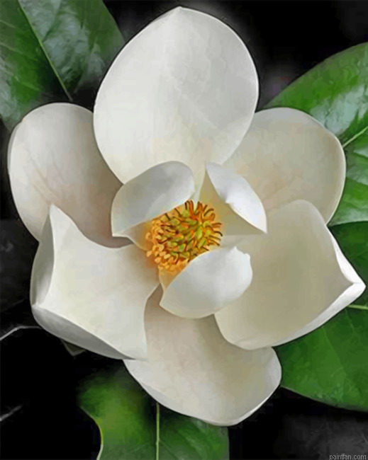 White Magnolia Paint By Numbers.png