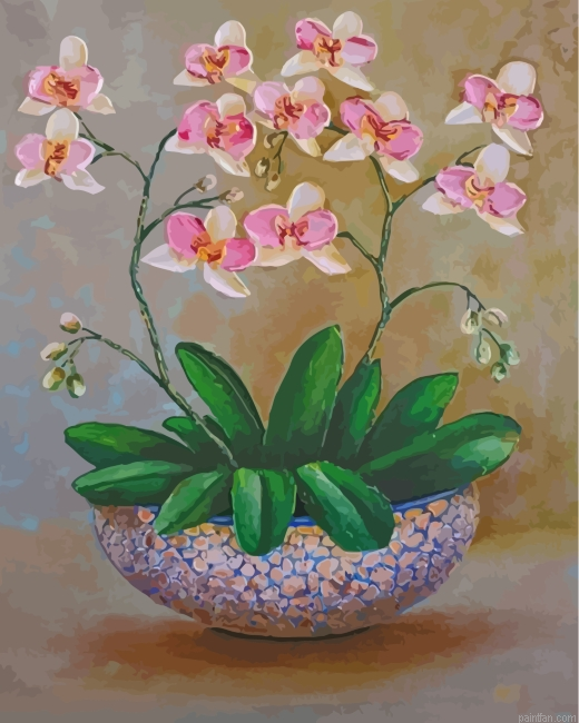 White Orchid Flowers Paint By Number.png