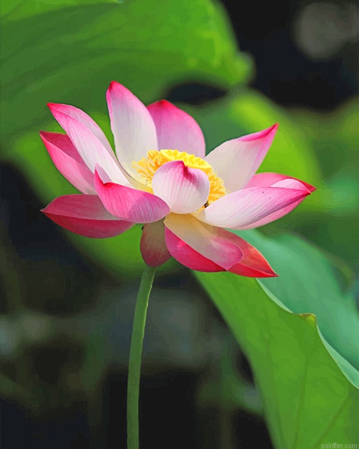 White Pink Lotus New Paint By Numbers.png