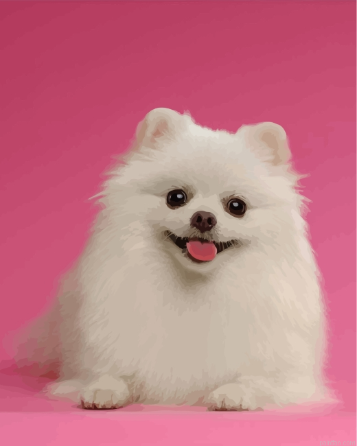 White Pomeranian Paint By Number.png