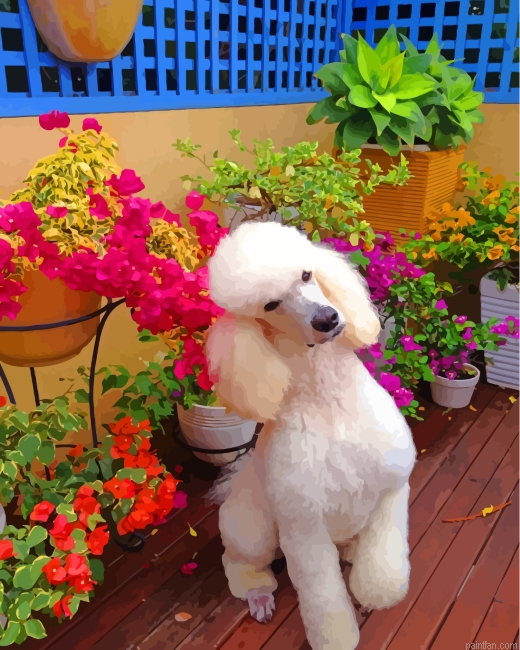 White Poodle Paint By Number.png