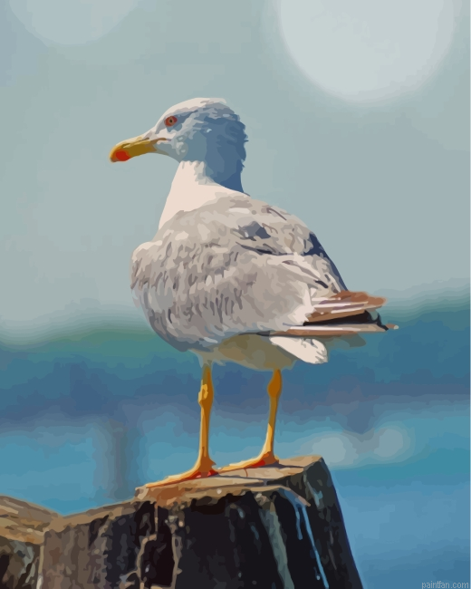 White Seagull Bird Paint By Numbers.png