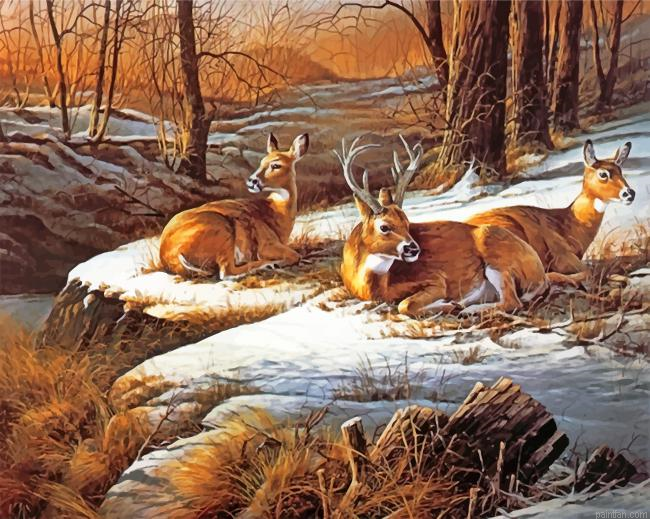 White Tailed Deers Paint By Number.png