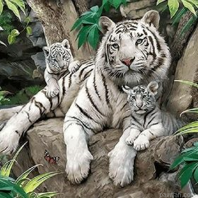 White Tiger Family Paint By Numbers.png