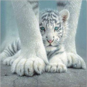 White Tiger Paint By Numbers.png