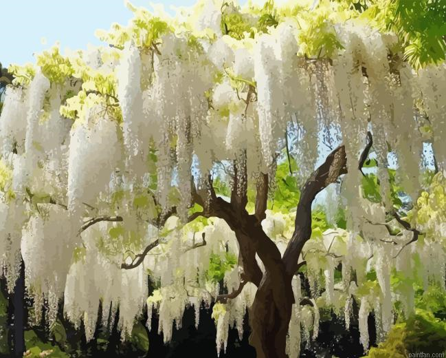 White Wisteria Paint By Numbers.png