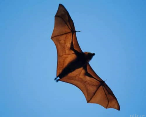 Wide Winged Bat Flies Paint By Number.png