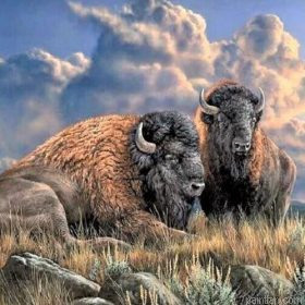 Wild Buffalo Paint By Numbers.png