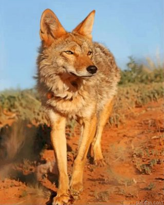 Wild Coyote Paint By Number.png
