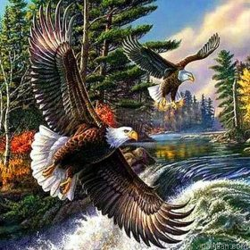 Wild Eagles Paint By Numbers.png
