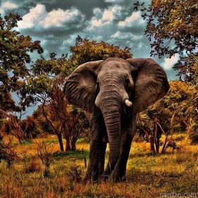 Wild Elephant Paint By Numbers.png