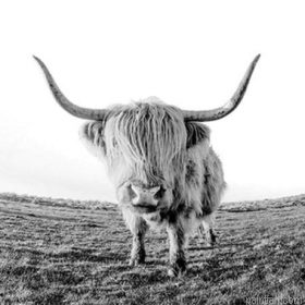 Wild Highland Cow Paint By Numbers.png