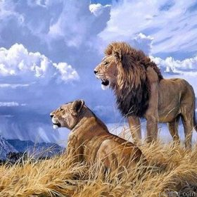 Wild Lion Couple Paint By Numbers.png