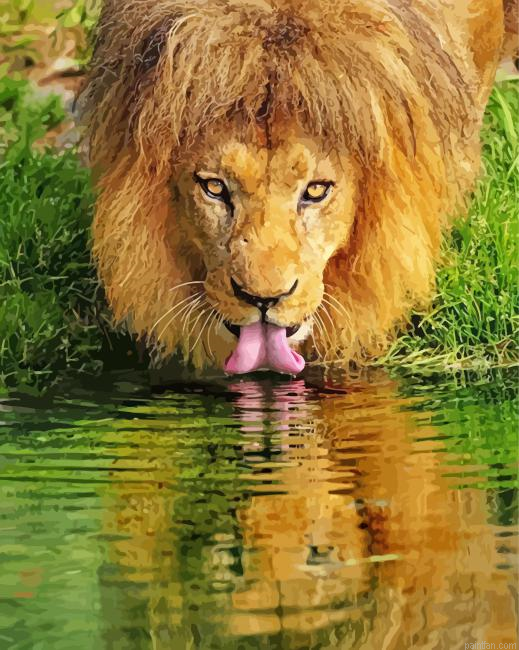 Wild Lion Drinking Paint By Numbers.png