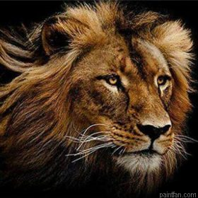 Wild Lion Paint By Numbers.png