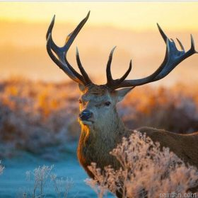 Wild Sika Deer Paint By Numbers.png