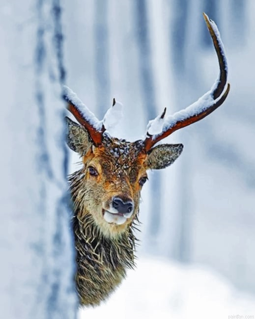 Wildlife Stag Paint By Number.png